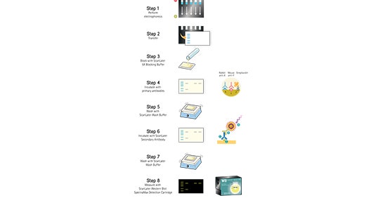 ScanLater  Western Blot 检测流程