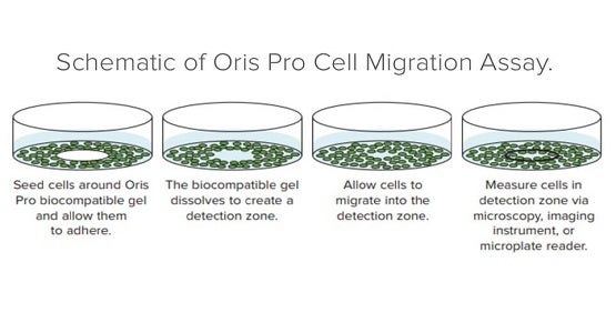 通过 Oris Pro 检测进行细胞迁移分析