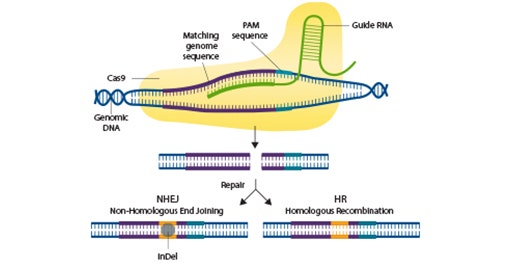 使用成像和蛋白印迹检测来验证 CRISPR 编辑的细胞