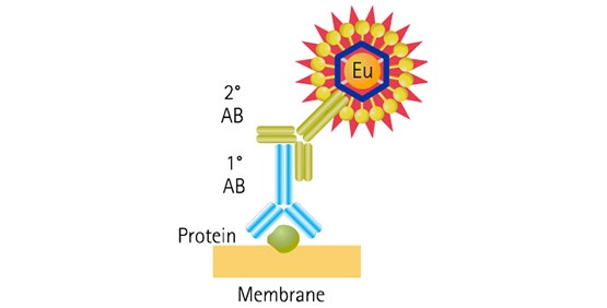 ScanLater Western Blot 检测原理