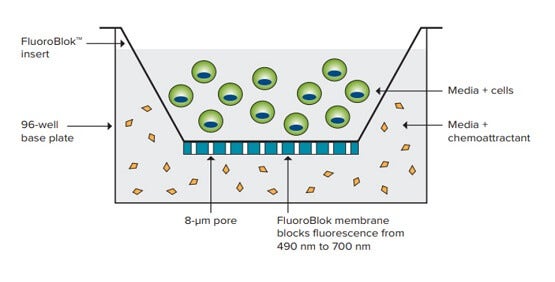 使用 FluoroBlok 来评估细胞迁移
