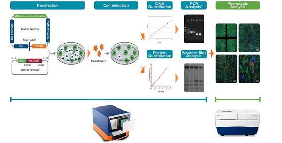 CRISPR/Cas9 基因组编辑实验