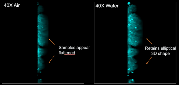 Water immersion objectives also take a much finer z-slice of a 3D image