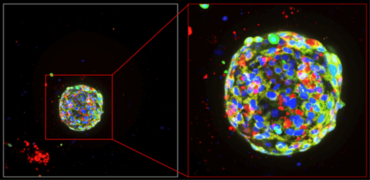 Water immersion technology and high-content imaging