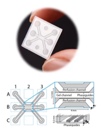 Organ-on-a-Chip Platform