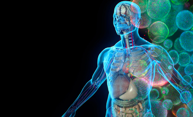 人体 3D 生物学