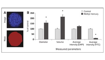 Phenotypic Characterization of Toxic Compound Effects on Liver Spheroids