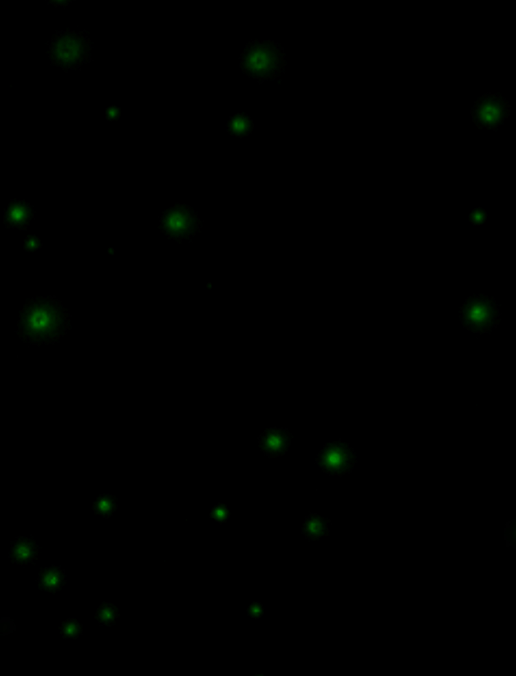 Cell Image