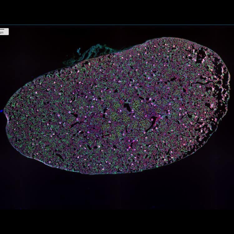 4X 缝合小鼠肾脏 DAPI AF488WGA AF568 Phalloidin 12 位点