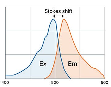 受 Stokes 位移和荧光团的影响