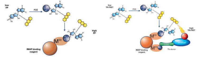 IMAP 偏振和 TR-FRET 磷酸二酯酶实验原则